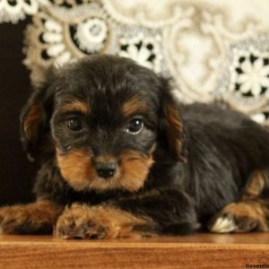 Homer, Yorkie Mix Puppy