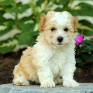 Homer, Havanese Puppy