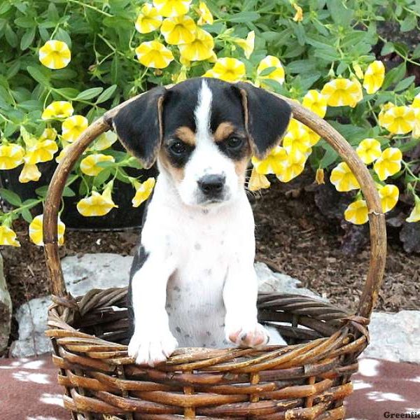 Honor, Cavalier King Charles Mix Puppy