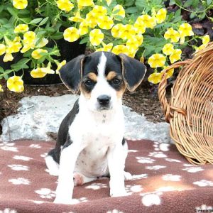 Honor, Cavalier King Charles Mix Puppy