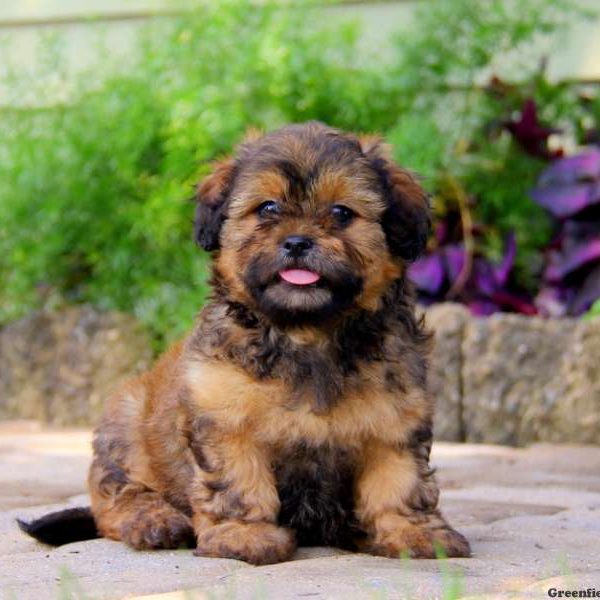 Hope, Shih-Poo Puppy