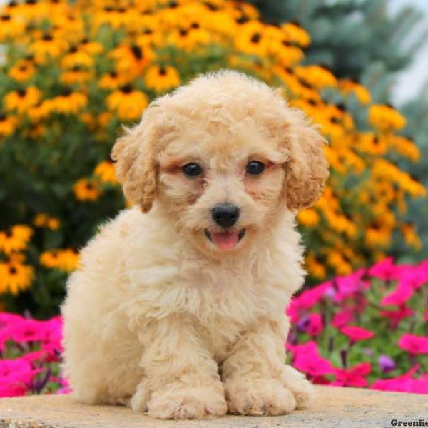 Hope, Miniature Poodle Puppy