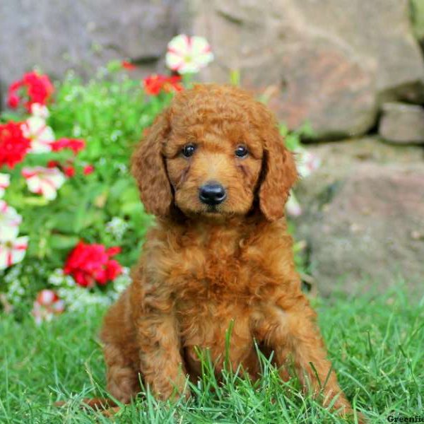 Hope, Goldendoodle-Miniature Puppy