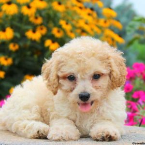 Hope, Miniature Poodle Puppy