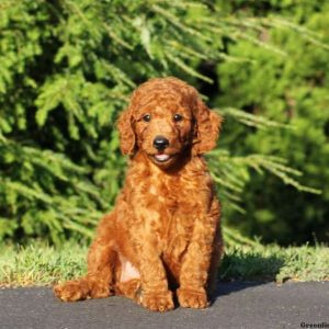 Hope, Goldendoodle-Miniature Puppy