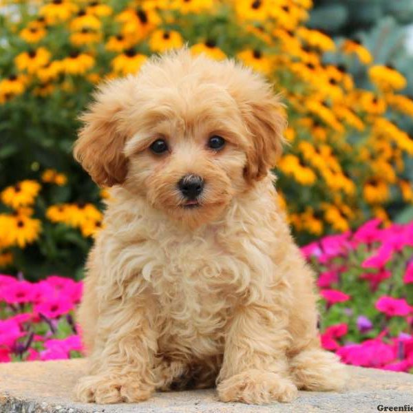 Hopscotch, Miniature Poodle Puppy