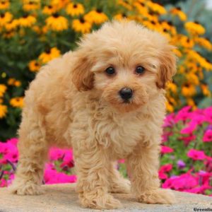 Hopscotch, Miniature Poodle Puppy