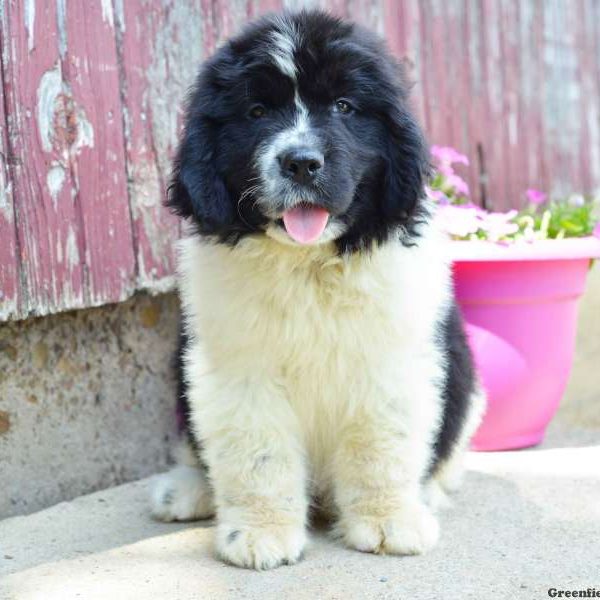 Hubba, Newfoundland Puppy