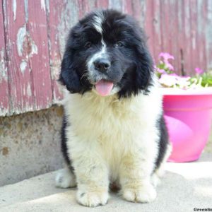 Hubba, Newfoundland Puppy