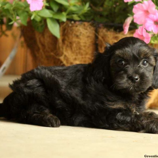 Huck, Miniature Poodle Mix Puppy