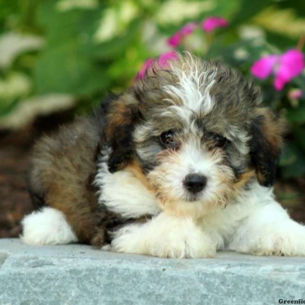 Huck, Havanese Puppy