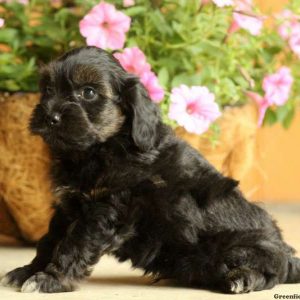 Huck, Miniature Poodle Mix Puppy