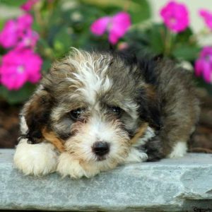 Huck, Havanese Puppy