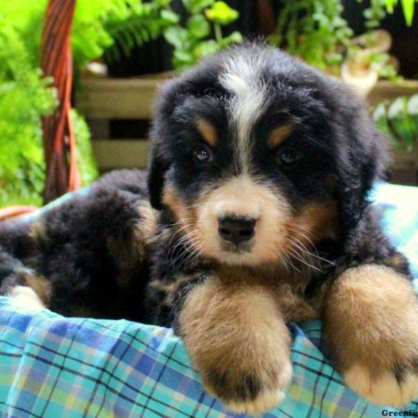 Hudson, Bernese Mountain Dog Puppy