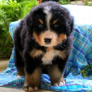 Hudson, Bernese Mountain Dog Puppy