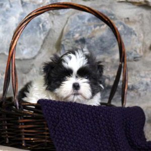 Hudson, Shih Tzu Puppy