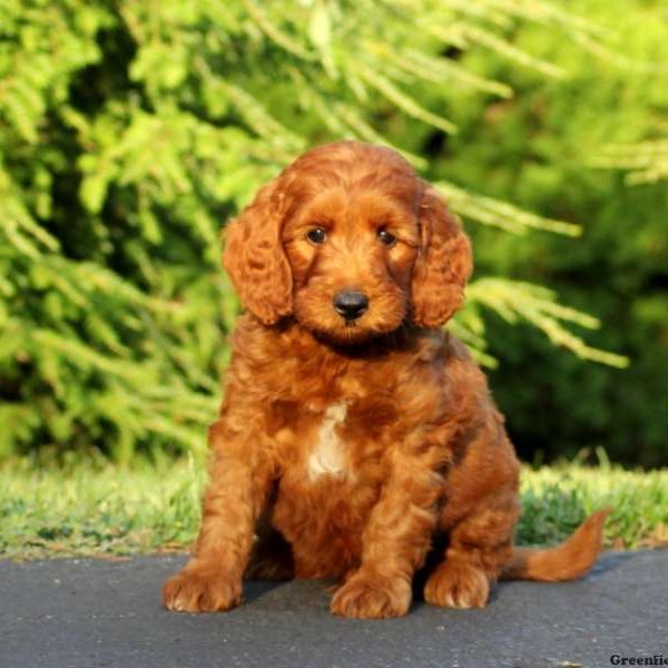 Hugo, Goldendoodle-Miniature Puppy