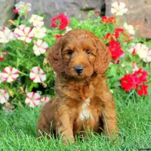 Hugo, Goldendoodle-Miniature Puppy