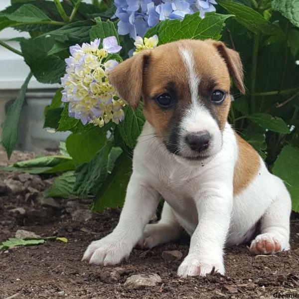 Humphrie, Jack Russell Terrier Puppy