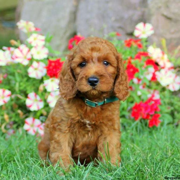 Hunter, Goldendoodle-Miniature Puppy