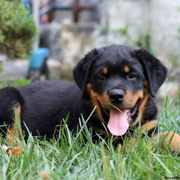 Hunter, Rottweiler Puppy