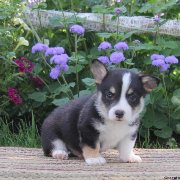 Hunter, Pembroke Welsh Corgi Puppy