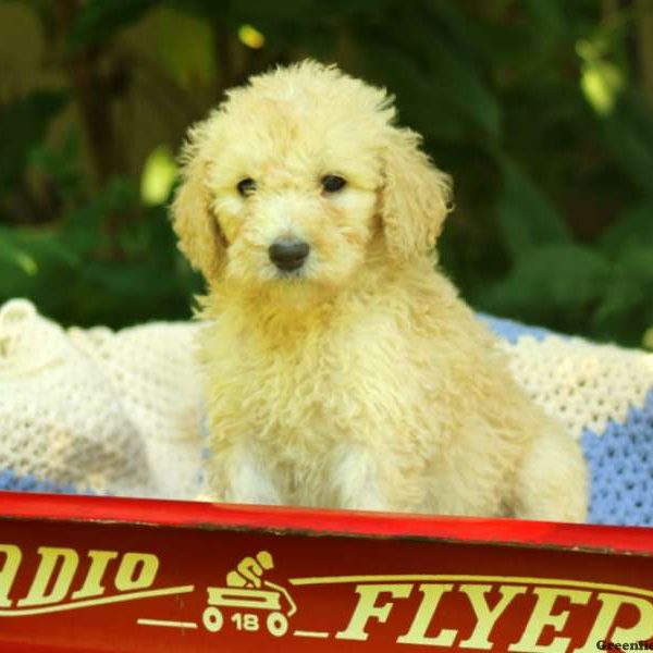 Hunter, Standard Poodle Puppy