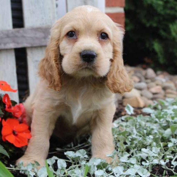 Hunter, Cocker Spaniel Puppy