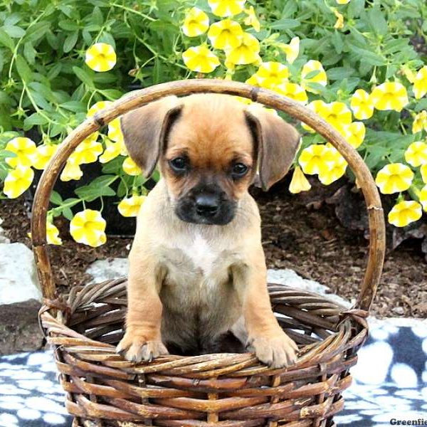 Hunter, Cavalier King Charles Mix Puppy