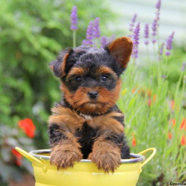 Hunter, Yorkshire Terrier Puppy