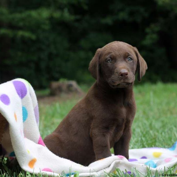 Hunter, Labrador Retriever-Chocolate Puppy