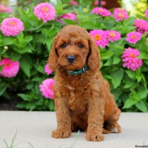 Hunter, Goldendoodle-Miniature Puppy