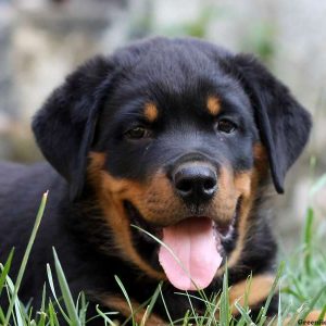 Hunter, Rottweiler Puppy