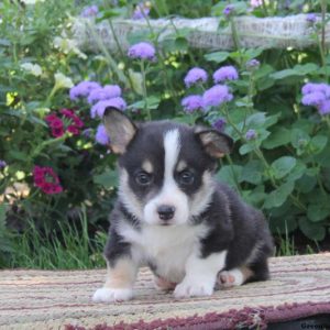 Hunter, Pembroke Welsh Corgi Puppy