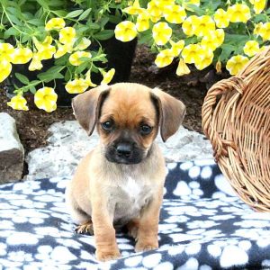 Hunter, Cavalier King Charles Mix Puppy