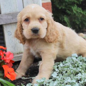 Hunter, Cocker Spaniel Puppy