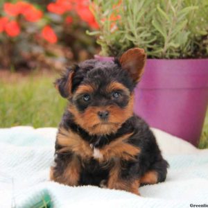 Hunter, Yorkshire Terrier Puppy