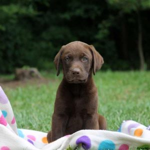 Hunter, Labrador Retriever-Chocolate Puppy