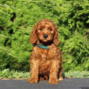 Hunter, Goldendoodle-Miniature Puppy