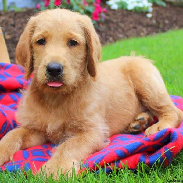 Hurley, Labradoodle Puppy