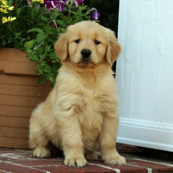 Huxley, Golden Retriever Puppy