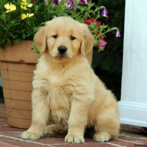 Huxley, Golden Retriever Puppy