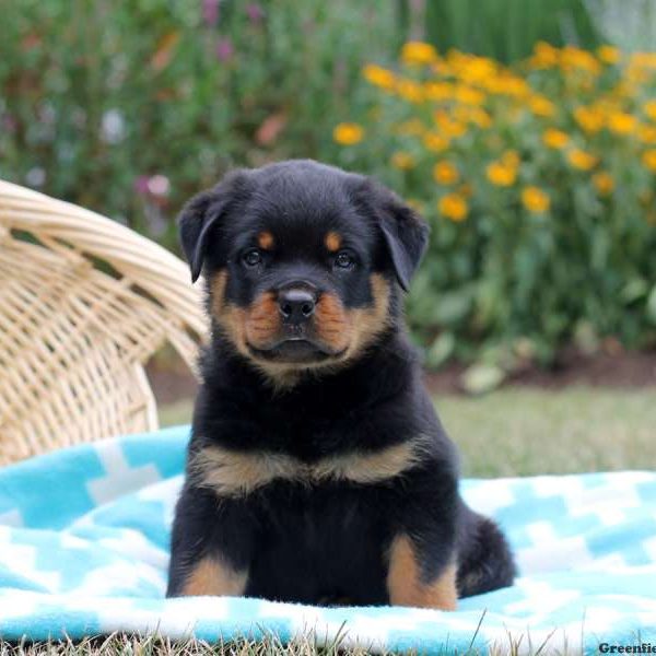 Ian, Rottweiler Puppy