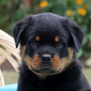 Ian, Rottweiler Puppy