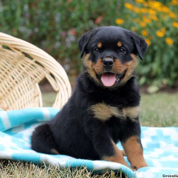 Ike, Rottweiler Puppy