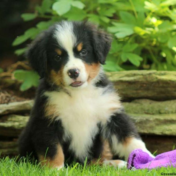 Ike, Bernese Mountain Dog Puppy