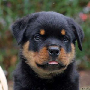 Ike, Rottweiler Puppy