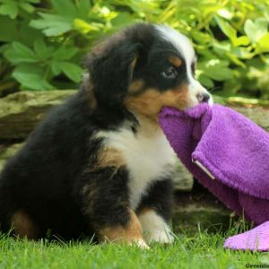 Ike, Bernese Mountain Dog Puppy