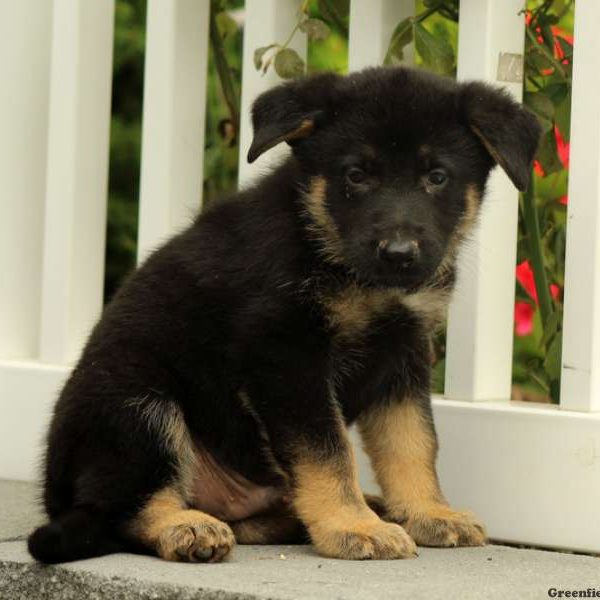 Indie, German Shepherd Puppy