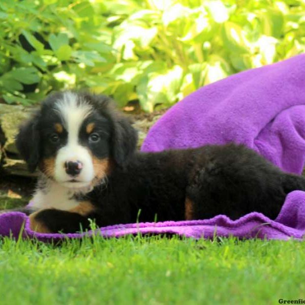 Indie, Bernese Mountain Dog Puppy